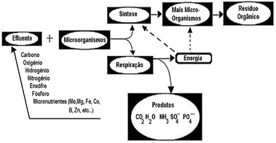 Metabolismo de microrganismos heterotrgraficos