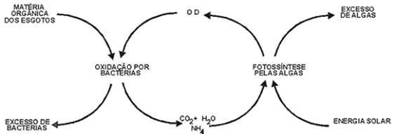 Simbiose entre bactrias e algas em lagoas de estabilizao