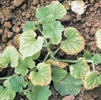 Micronutriente importante para as plantas sendo que sua defici&ecirc;ncia(inj&uacute;ria) &eacute; evidenciada por clorose nas folhas